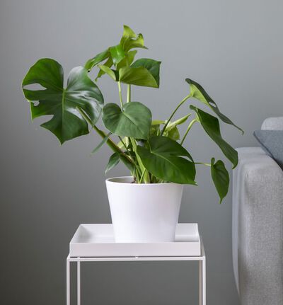 Liten lettstelt plantepakke med potter Liten lettstelt plantepakke med potter